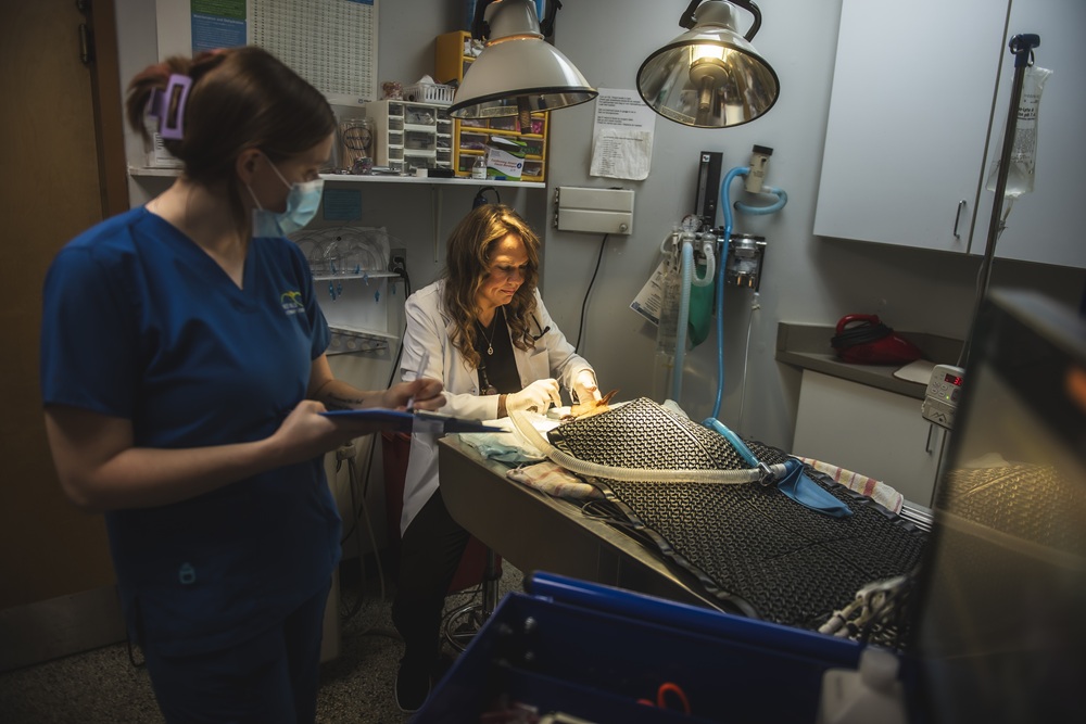 Veterinarian Performing Pet Dental Surgery with Assistant Monitoring Equipment – Pet Dentist Charlotte Veterinarian conducting a dental procedure on a pet while an assistant monitors anesthesia and records data in a veterinary clinic – Pet Dentist Charlotte