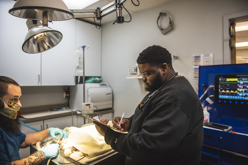 Veterinary Team Performing Pet Dental Procedure and Recording Notes – Pet Dentist Charlotte Veterinary professionals performing a dental procedure on a small animal while monitoring anesthesia and recording notes in a clinic. – Pet Dentist Charlotte